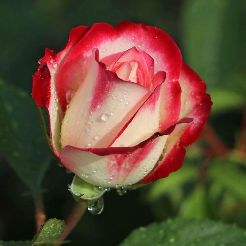 Rosa  Jubile Du Prince De Monaco® - bordová - bílá - Stromkové růže, květy kvetou ve skupinkách - stromková růže s keřovitým tvarem koruny